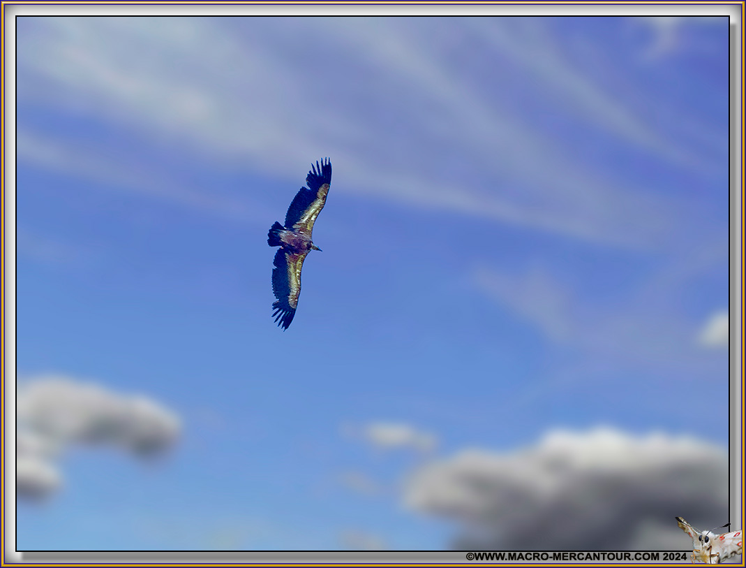 Aigle